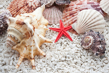 Image showing Seashells