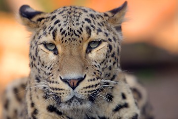 Image showing Leopard closeup photo outdoors