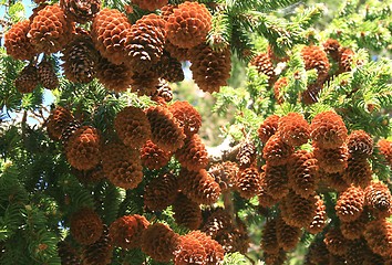 Image showing Spruce cones