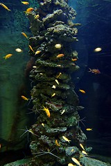 Image showing Aquarium with different colorful fishes swimming