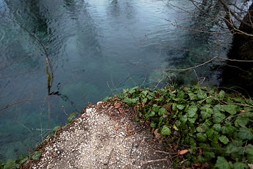 Image showing Creeping ivy on the ground outdoors