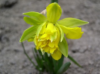 Image showing greenly-yellow flower