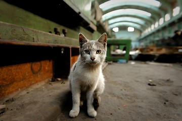 Image showing Dirty street cat sitting in factory