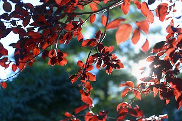 Image showing Colorful background of autumn leaves