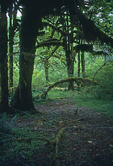 Image showing Rain Forest