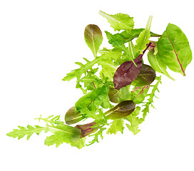 Image showing Green lettuce salad leafs