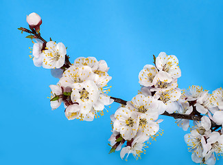 Image showing branch of tree blossoming by pink