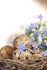Image showing Quail eggs in a nest, forget-me-nots
