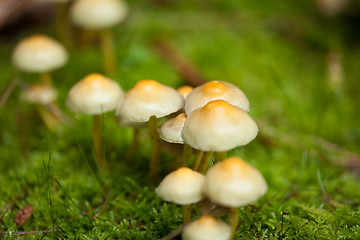 Image showing brown mushroom autumn outdoor macro closeup 