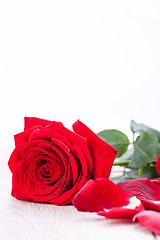 Image showing beautiful red rose on white bachground