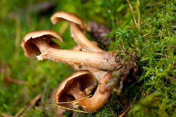 Image showing brown mushroom autumn outdoor macro closeup 