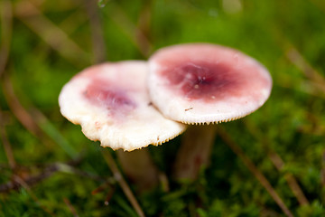 Image showing brown mushroom autumn outdoor macro closeup 