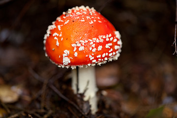 Image showing agaric amanita muscaia mushroom detail in forest autumn 