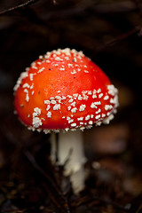 Image showing agaric amanita muscaia mushroom detail in forest autumn 