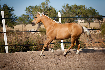 Image showing beautiful blond cruzado horse outside horse ranch field