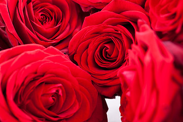 Image showing beautiful red rose flower on black background