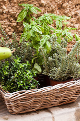 Image showing fresh green different herbs and flowers on window outdoor 