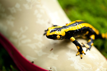 Image showing fire salamander salamandra closeup in forest outdoor