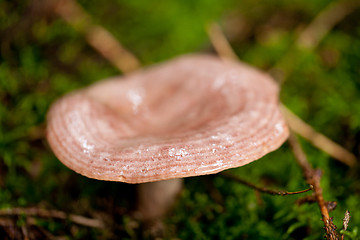 Image showing brown mushroom autumn outdoor macro closeup 