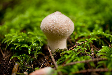 Image showing brown mushroom autumn outdoor macro closeup 