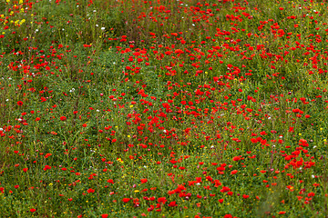 Image showing beautiful poppy field in red and green landscape 