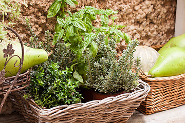 Image showing fresh green different herbs and flowers on window outdoor 