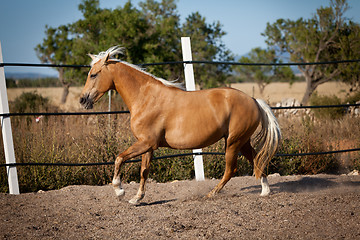 Image showing beautiful blond cruzado horse outside horse ranch field