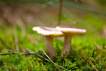 Image showing brown mushroom autumn outdoor macro closeup 