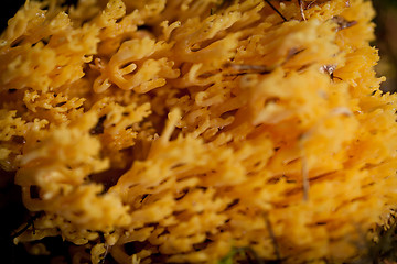 Image showing ramaria mushroom detail macro in forest autumn seasonal