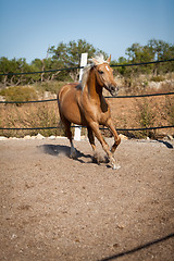 Image showing beautiful blond cruzado horse outside horse ranch field