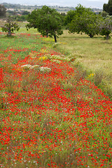 Image showing beautiful poppy field in red and green landscape 