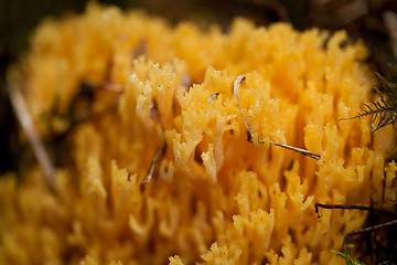 Image showing ramaria mushroom detail macro in forest autumn seasonal