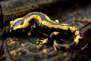 Image showing fire salamander salamandra closeup in forest outdoor