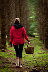 Image showing young woman collecting mushrooms in forest