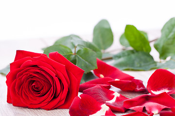 Image showing beautiful red rose on white bachground