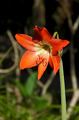 Image showing amaryllis in bloom outdoors