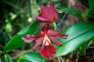 Image showing deep red orchids in bloom