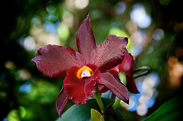 Image showing looking up at deep red orchids in bloom