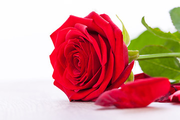 Image showing beautiful red rose on white bachground