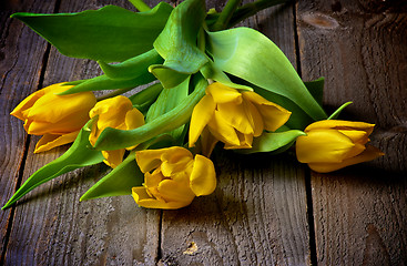 Image showing Yellow Tulips