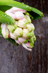 Image showing Pink Hyacinth