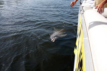 Image showing Wild Florida Dolphin