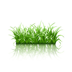 Image showing Green grass, vector