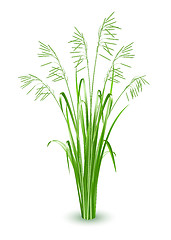 Image showing Green grass, vector