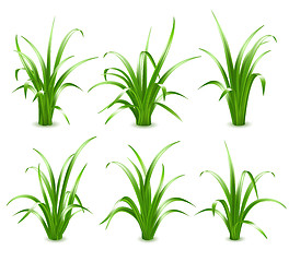 Image showing Green grass, vector