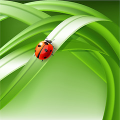 Image showing ladybug on grass