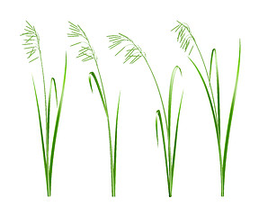 Image showing Green grass, vector