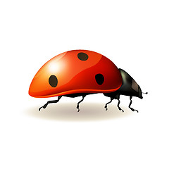 Image showing Ladybird. Vector illustration.