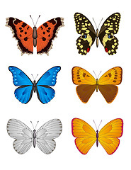 Image showing Set of Butterfly, Vector Illustration.