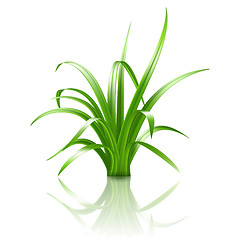 Image showing Green grass, vector